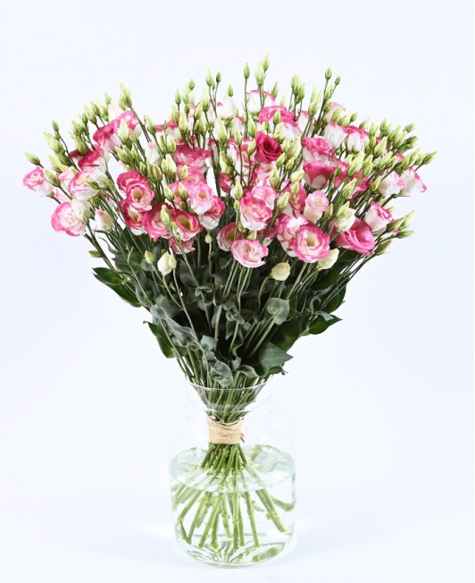 Eustomos (baltos su rožiniu krašteliu)