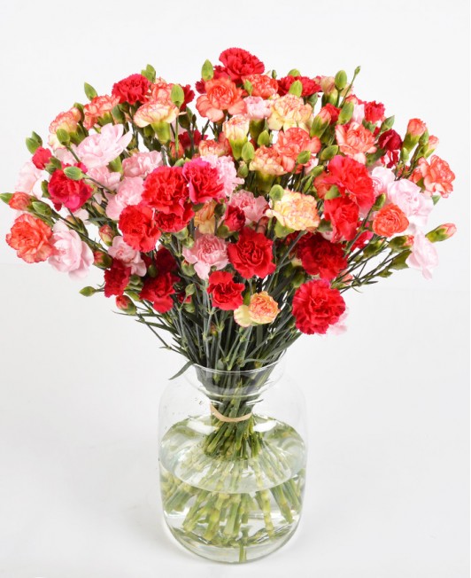 Gvazdikėliai (Įvairių spalvų)