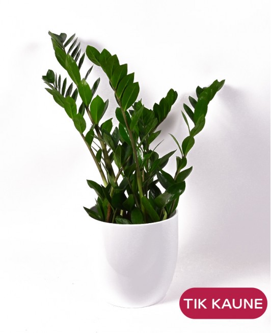 Pinigų medis (Zamiokulkas)